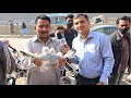Kabutar Market Lalukhet Sunday Video Latest Update 17-1-21 | ColorFul Pigeon | in Urdu/Hindi.