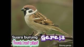 suara buring gereja cocok buat pikat burung gereja liar mp3