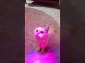 luna💗🫶#bangladesh #catcare #foryou #foryou #yputubeshorts