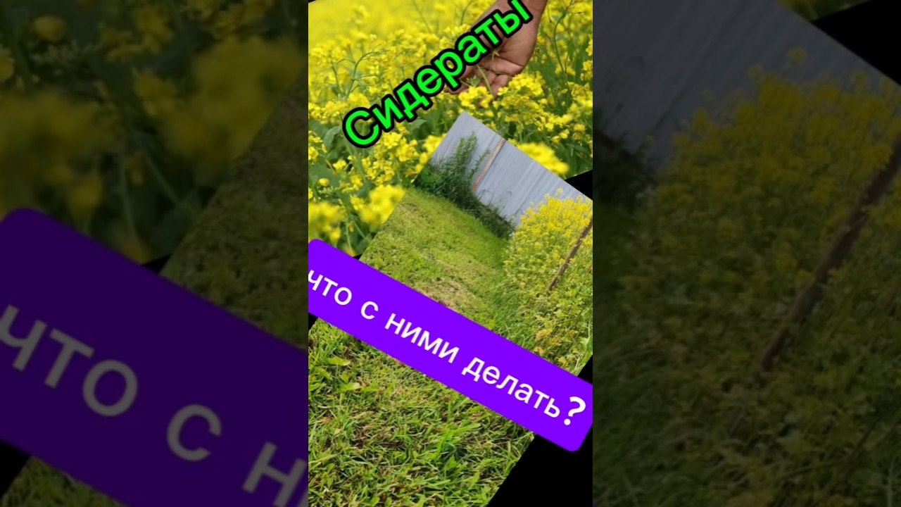 #садоводство #gardening #огороднаподоконнике #дача #сад