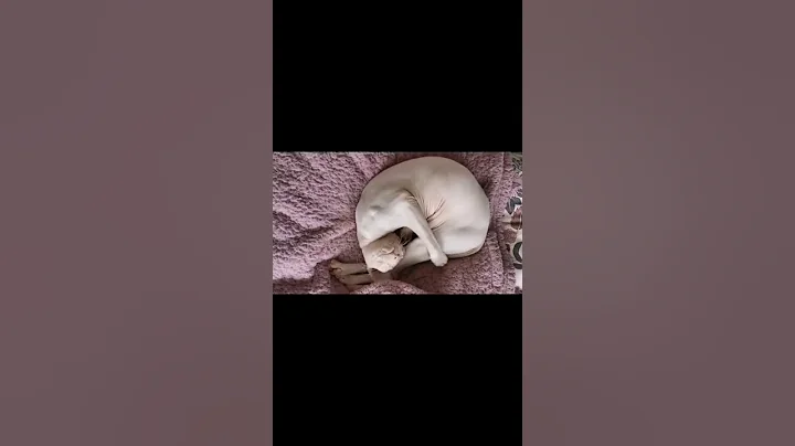 Video 1572961: sphynxcats cat, lazy sphynx