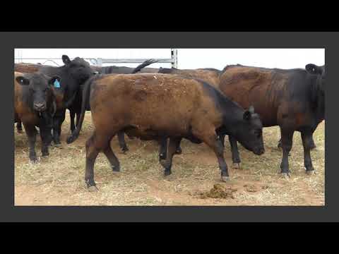 DOWLING RURAL CONTRACTING