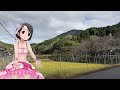 下佐々木で満願成就♪巫女の神頼み!を踊る佐々木千枝ちゃん【デレステAR】