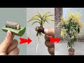 Super special way to propagate mango using only aloe vera to help the tree produce fruit super fast