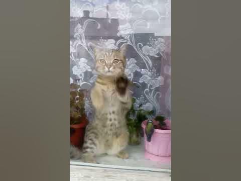 Котяра - YouTube