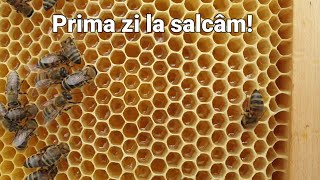 Ce cules avem in prima zi de salcâm?! (a și plouat) #apicultura2023