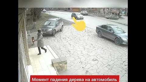Появилось видео момента падения дерева на иномарку в Шахтах