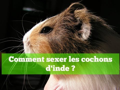 Vidéo: Comment Dire Le Sexe Chez Les Cobayes