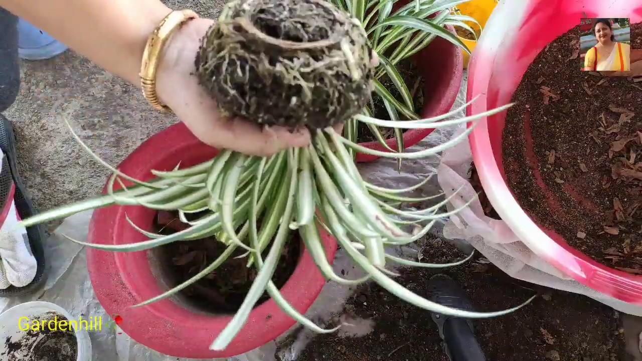 How to propagate spider plants Ep5 - YouTube