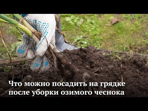 ЧТО МОЖНО ПОСАДИТЬ НА ГРЯДКЕ ПОСЛЕ УБОРКИ ОЗИМОГО ЧЕСНОКА В КОНЦЕ ИЮЛЯ АВГУСТА. УВЕЛИЧИВАЕМ УРОЖАЙ