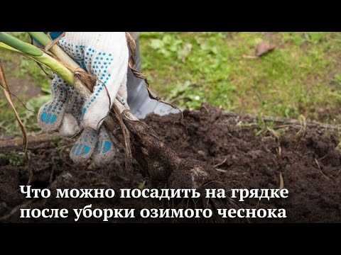 ЧТО МОЖНО ПОСАДИТЬ НА ГРЯДКЕ ПОСЛЕ УБОРКИ ОЗИМОГО ЧЕСНОКА В КОНЦЕ ИЮЛЯ АВГУСТА. УВЕЛИЧИВАЕМ УРОЖАЙ