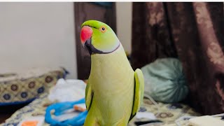 Mitthu Mitthu 🦜 | Sweet Talking Parrot Compilation