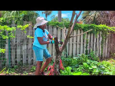 Cutting back my mangos, ackees, plums, papayas fruit trees 