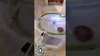 BeybladeX AR Anime Stadium #beyblade #anime