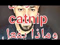 ما هو حشيش القطط