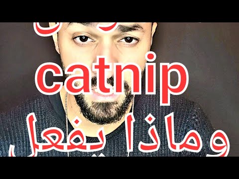 ما هو حشيش القطط