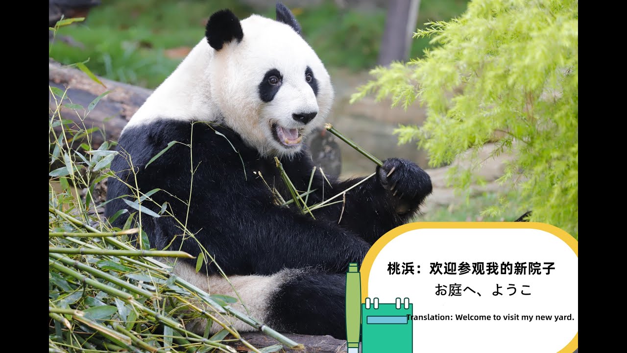 5月22日 Panda 桃ちゃんの日。やっと庭に行けれる、忙しくそう。やっと木を登れて、一頭ファンをえる、モテモテ 桃浜的一天。今天可以出外场了，很忙很充实。终于上树了，还收获了追求者