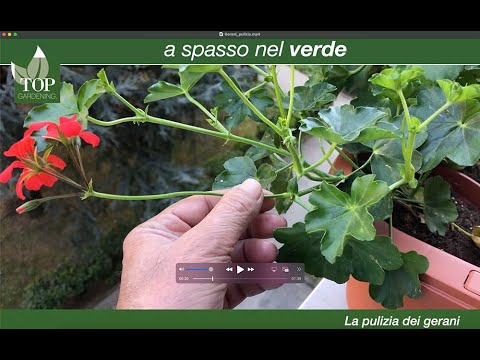 Come pulire i gerani e mantenerli in forma topgardening