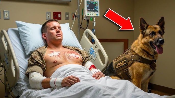 The dog comes to say goodbye to his dying veteran but notices something  strange and stops the Doctor - YouTube