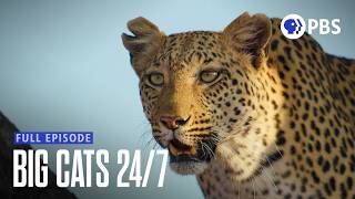 Photographing Lions, Leopards and Cheetahs in the Okavango Delta | Big Cats 24/7 | Full Episode screenshot 3