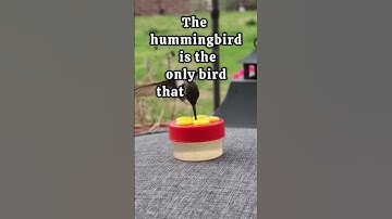 hummingbird is the only bird #youtubeshorts #shorts