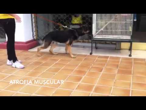 Video: Desgarro Muscular En Perros