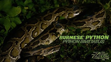 Burmese Python: Zilla Beyond the Glass - Episode 6