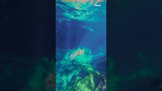 Gran Cenote, Tulum, Quintana Roo, Mexico