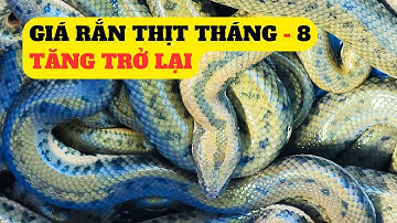 Giá Rắn Thịt Trong Tháng - 8/2024 Bắt Tăng Chở Lại  – Trại Giống Đông Sơn