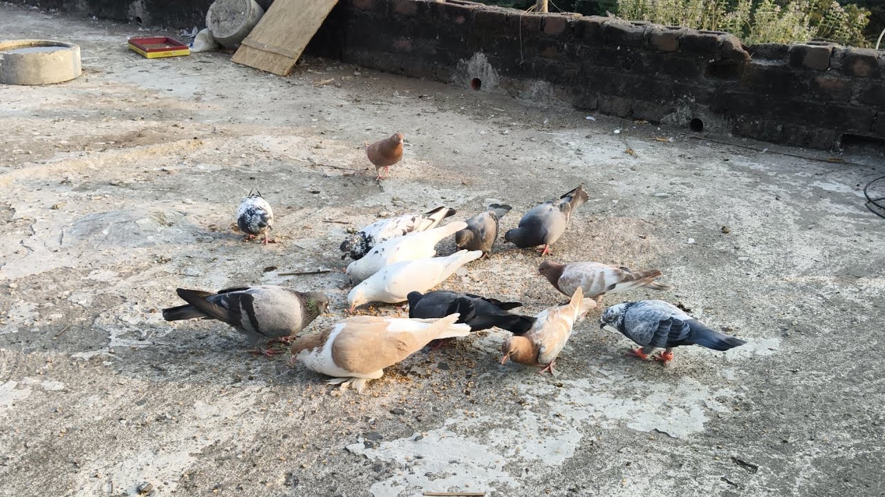 New volg 🙏    #kabutarlover #kabutar #maari  #2000subscribers #1million 