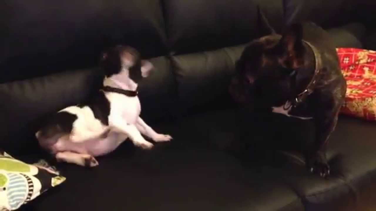 Nerone The french bulldog plays with he's friend Connor