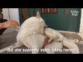Abused Dog Bites Itself But A Pet Trainer Tries To Help | Kritter Klub Abused Dog Bites Itself But A Pet Trainer Tries To Help | Kritter Klub