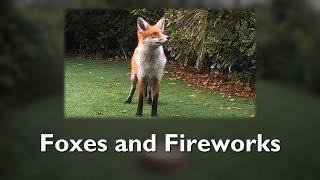 Foxes and Fireworks