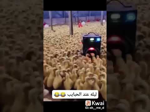 ليله ليله عند الحبايب