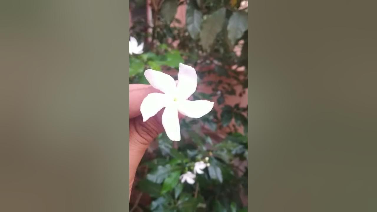 How to grow nandivardhanam plant how to grow chakram flowers tree