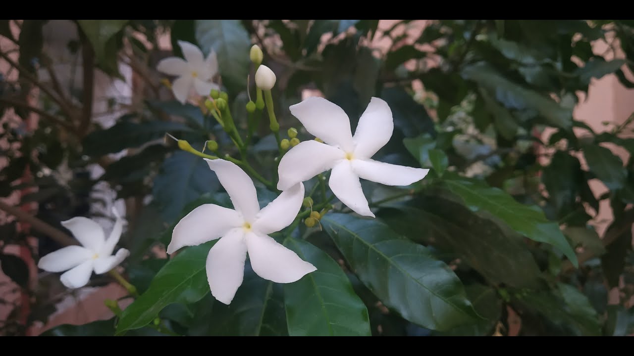 How To Grow Nandivardhanam Plant How To Grow Chakram Flowers Tree Plant Youtube