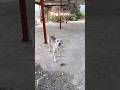 #pets #dogowner #dog #love #Dog lover# YouTube, short, viral clip 