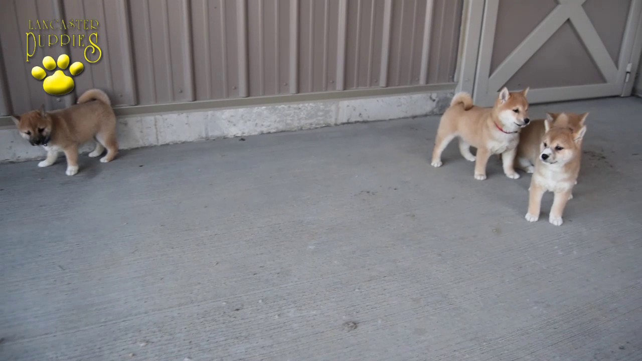 lancaster puppies shiba inu