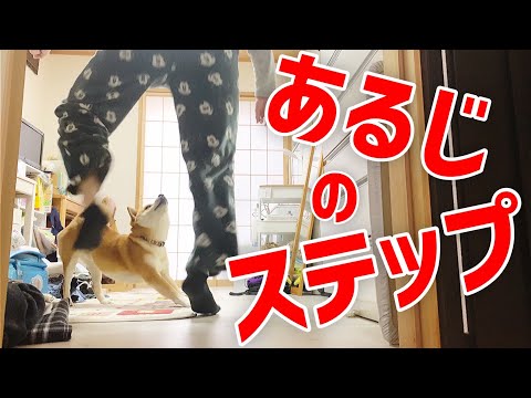 【柴犬こむぎ】あるじの○○が吸いたい日の里山ジブリ【主人のステップ】
