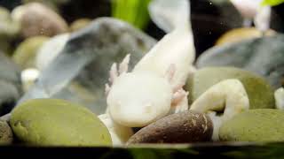 Are Axolotls Nocturnal? Exploring Axolotl Behavior