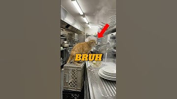 If Your Cat Acts Like This… You’re Not in Charge #cat #cats #catshorts #funnycats