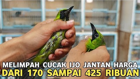 STOCK MELIMPAH DI AGEN  CUCAK IJO HARGA DARI 170 SAMPAI 425 RIBUAN DI PASAR BURUNG PRAMUKA 