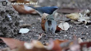 Female Tickells Blue Flycatcher & Siberian Blue Robin Male Playing