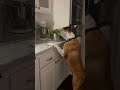 Dog vs. Lettuce