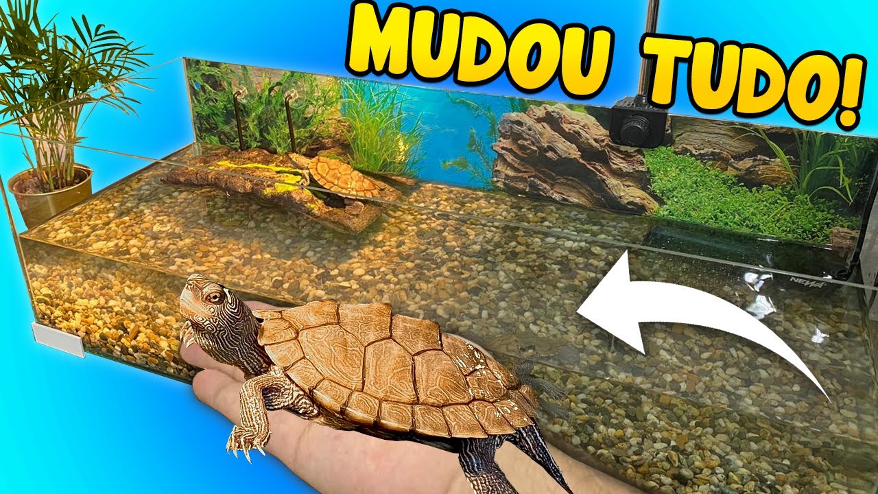 DECORANDO A CASA DAS TARTARUGAS