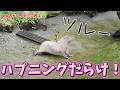 広い施設にお引越ししたカピバラさんが遊び倒してて可愛いwwww