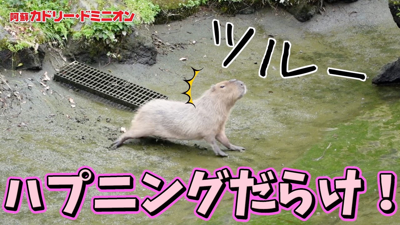 広い施設にお引越ししたカピバラさんが遊び倒してて可愛いwwww