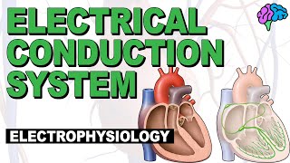The Electrical Conduction System of the Heart EXPLAINED!