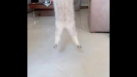 Video 11775591: laugh funny cats compilation, cat reaction