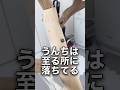 【理想と現実】インコを飼うと部屋がこうなりますw #shorts